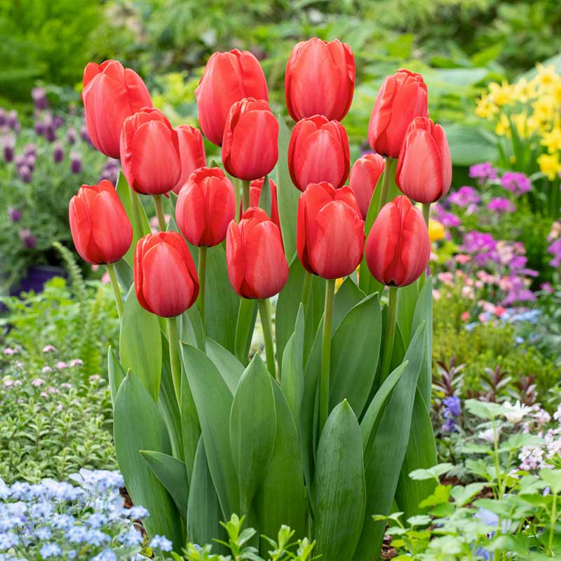 Red Pink flower seeds