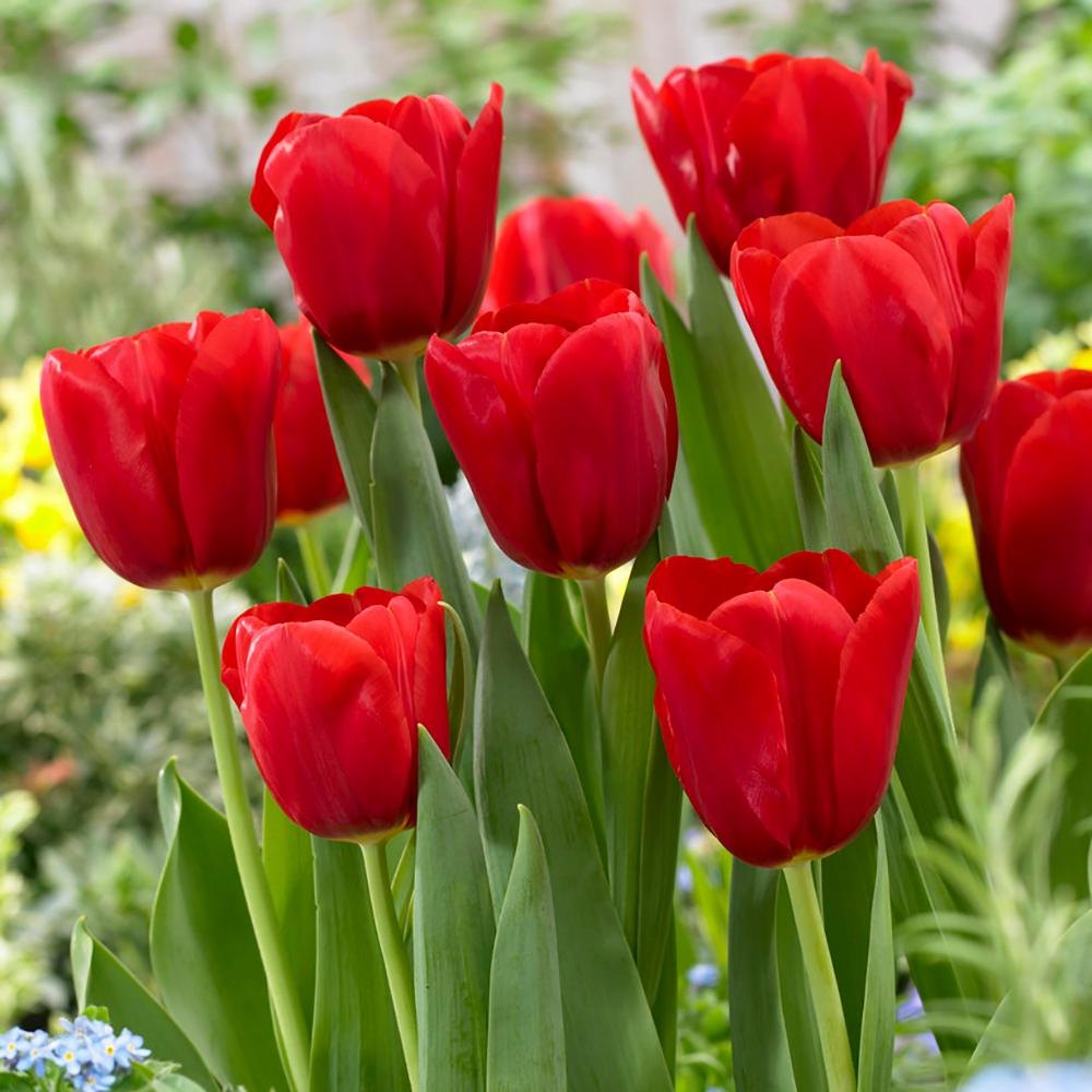 Red Tulip flower seeds