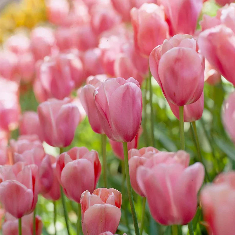 Pale Pink flower seeds