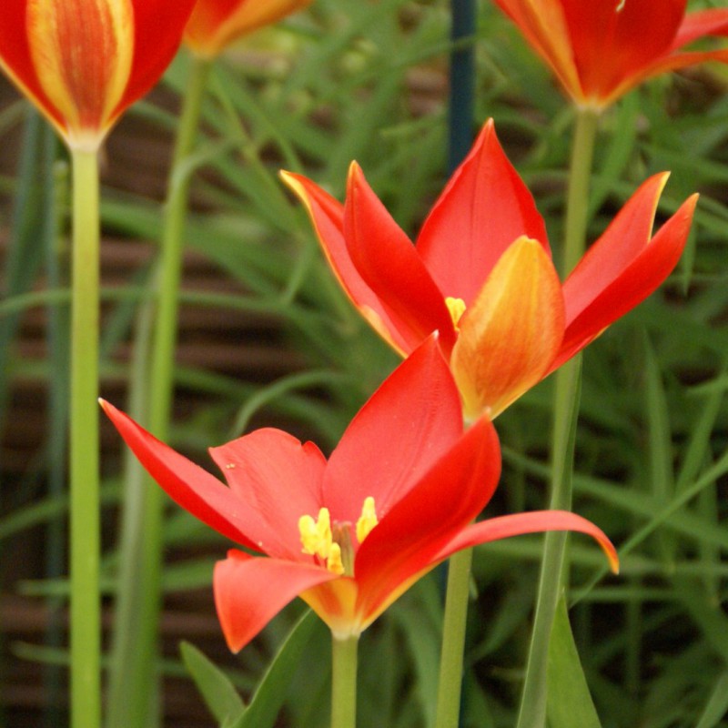 Sprengeri flower seeds