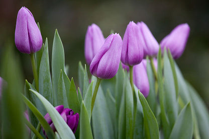 Violet Tulip Flower Seeds for Planting – Heirloom Non-GMO Garden Seeds