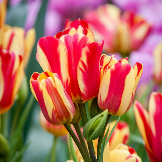 Tulip flower seeds