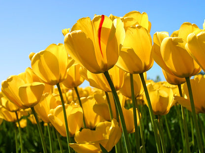 Yellow Tulip flower seeds
