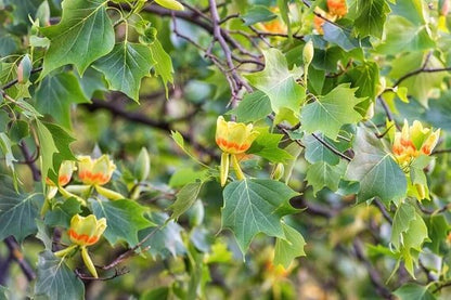 Tulpenbaum flowering tree with tulip-shaped green and orange flowers