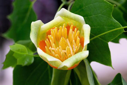 Tulpenbaum flowering tree with tulip-shaped green and orange flowers