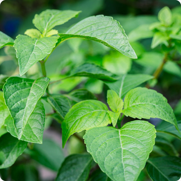 Tulsi Vana Basil Herb Seeds for Planting – Heirloom Non-GMO Garden Seeds