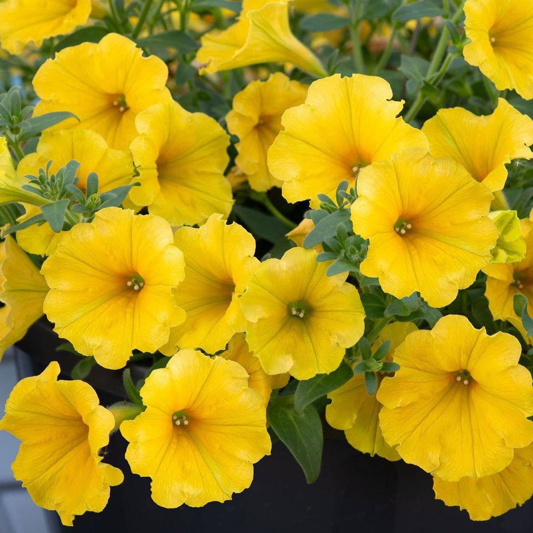 Deep Yellow flower seeds