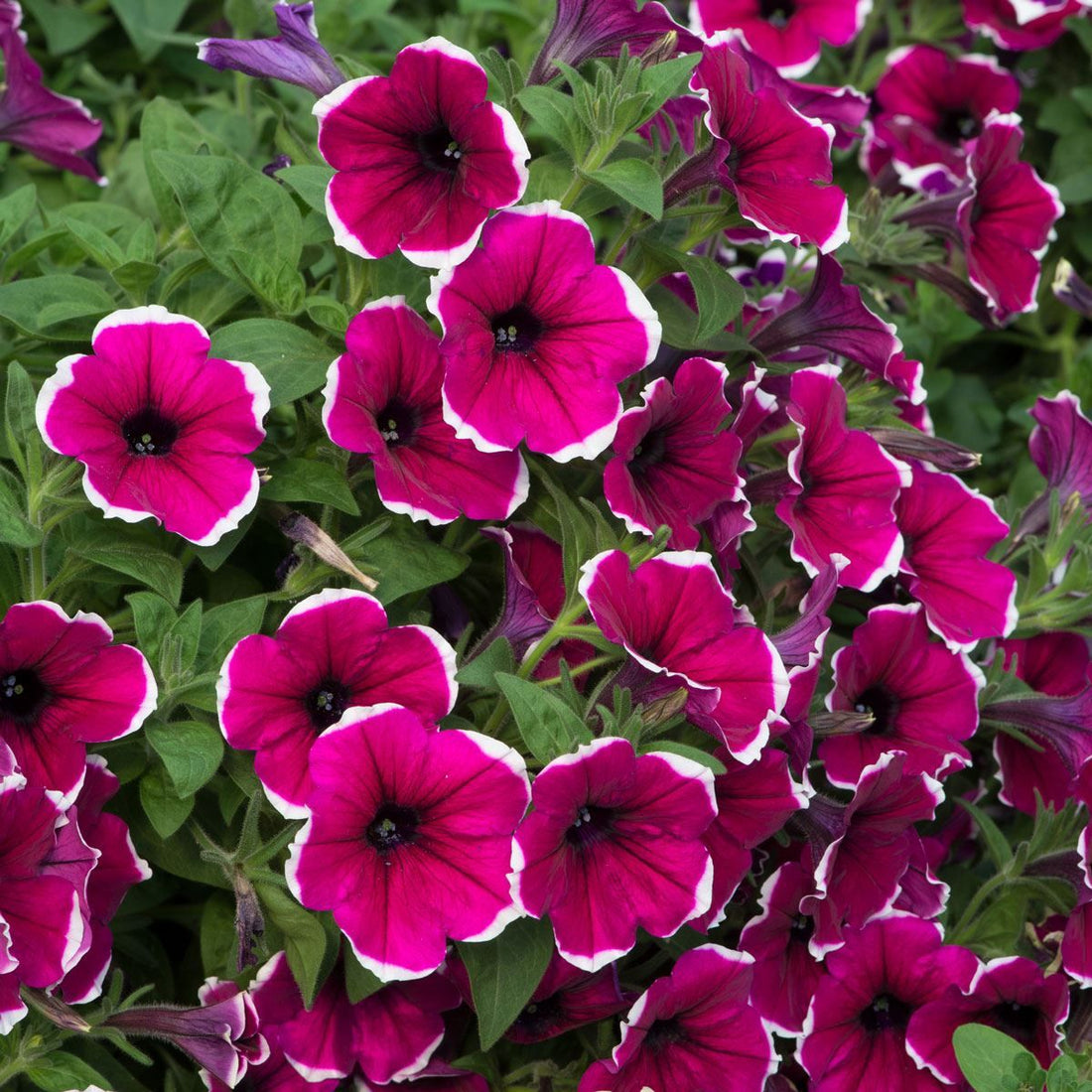 Cascadia flower seeds