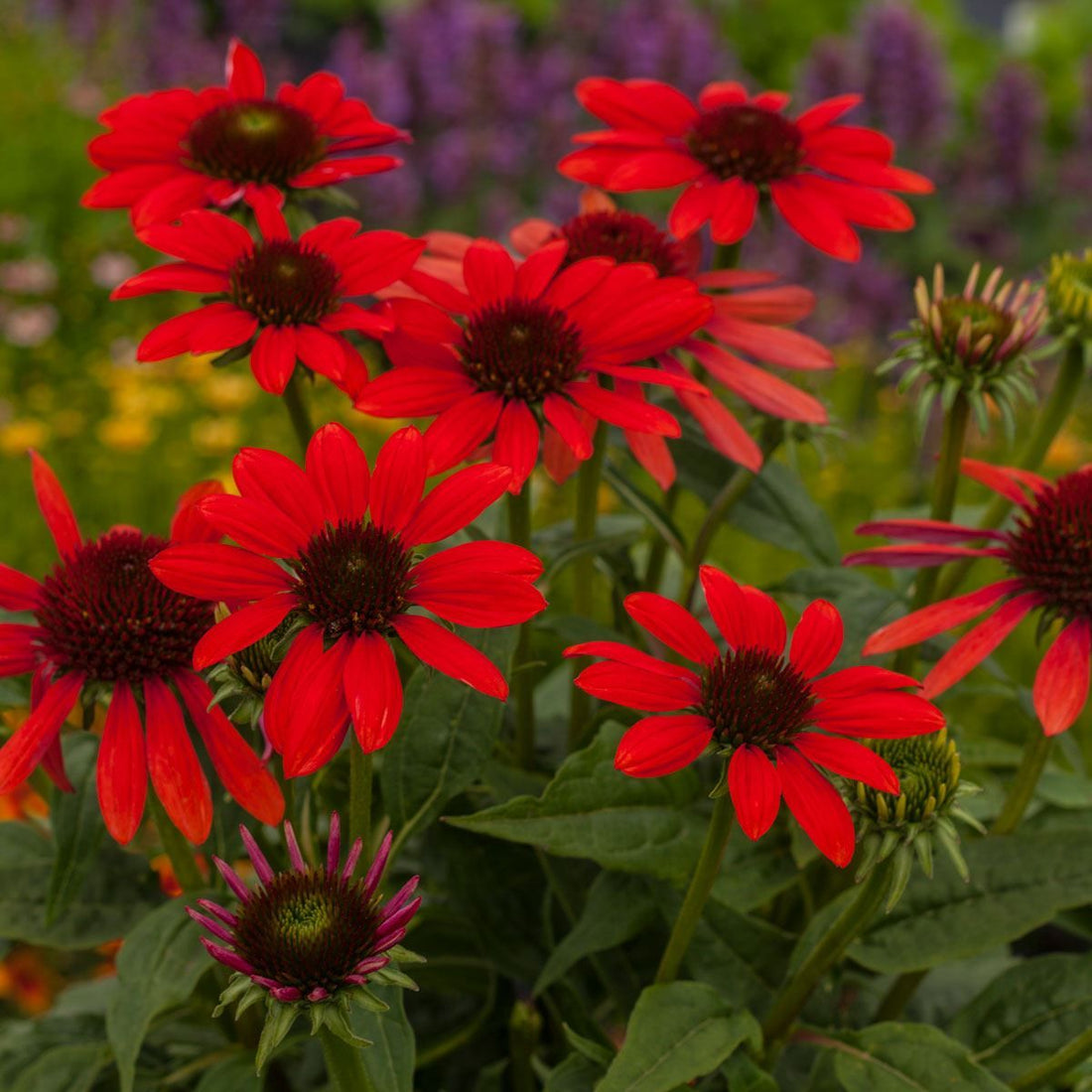 Red Perennial flower seeds