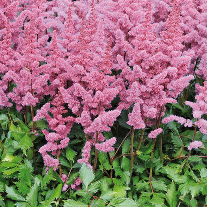 Astilbe Pumila flower seeds