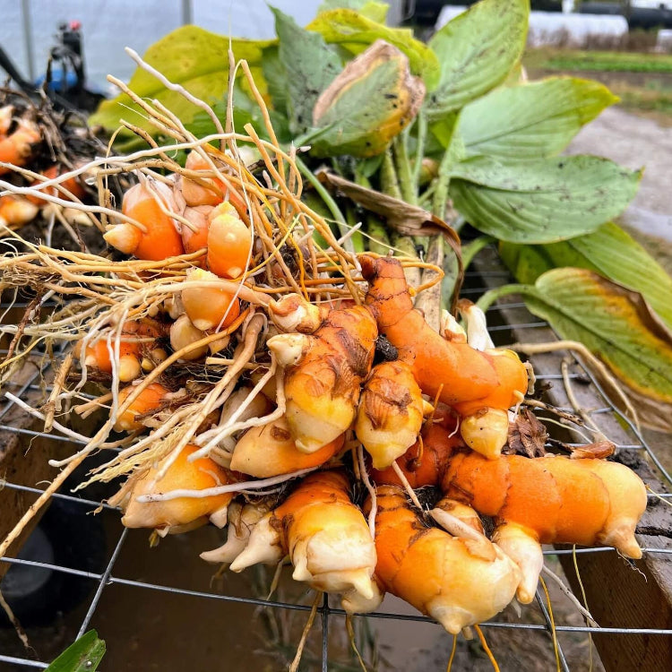 Root Turmeric plant