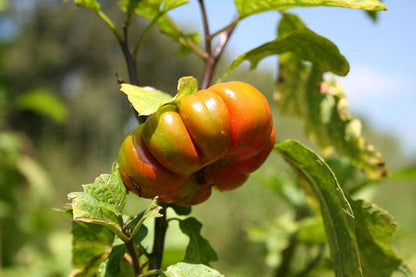 Turkish Orange Eggplant Vegetable Seeds for Planting – Heirloom Non-GMO Garden Seeds