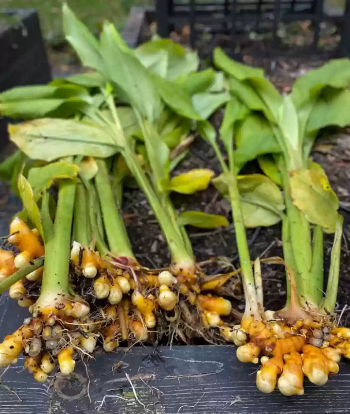Turmeric herb plant grown from seeds with lush green foliage and mature turmeric rhizomes