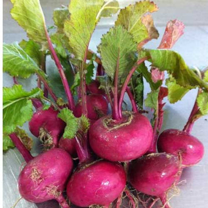 Red turnips growing in a home vegetable garden