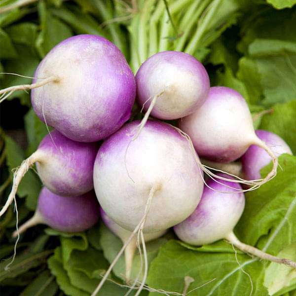 Turnip Seeds for Planting – Heirloom Non-GMO Garden Seeds