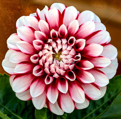 Two Color flower seeds