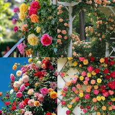 Two Tone Yellow Pink Roses in Ornamental Garden