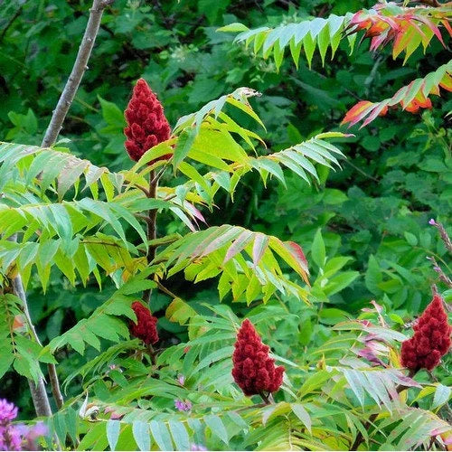 Typhina Tree flower seeds