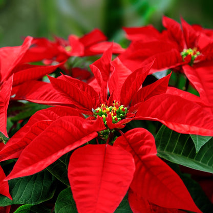Poinsettia flower seeds