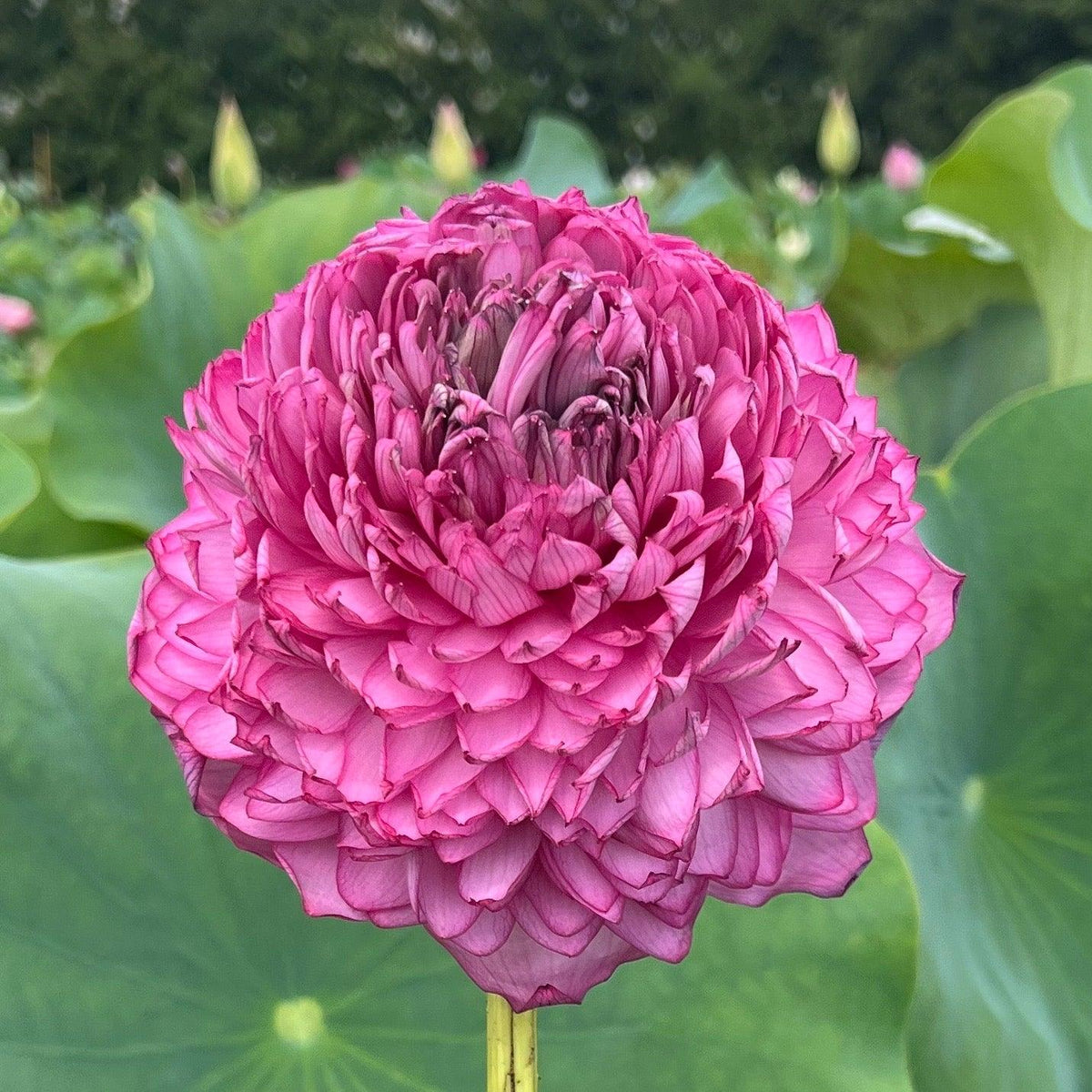 Double Petal Lotus plant