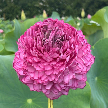 Double Petal Lotus plant