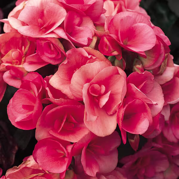 Pink Rieger Begonia plant