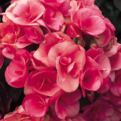 Pink Rieger Begonia plant