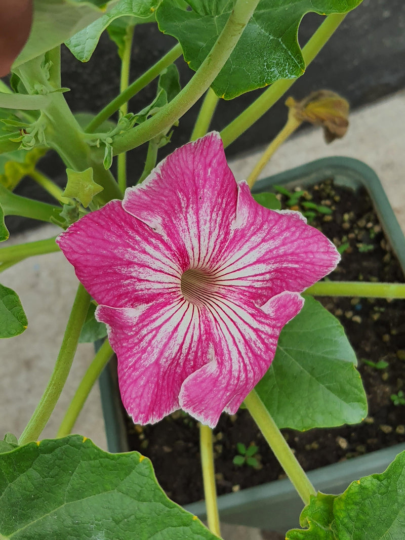 Stellulifera Flower Seeds for Planting – Heirloom Non-GMO Garden Seeds