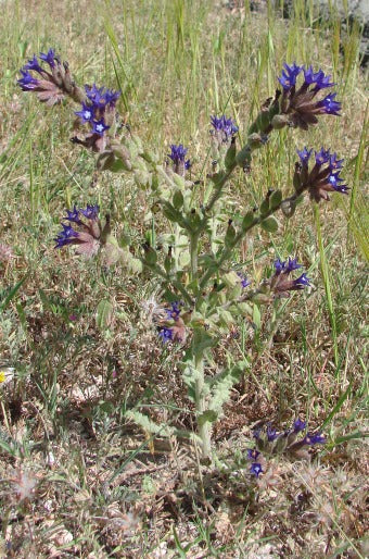Anchusa undulata flowering herb with blue-violet blooms, green wavy-edged leaves, and upright stems growing in a sunny garden setting.