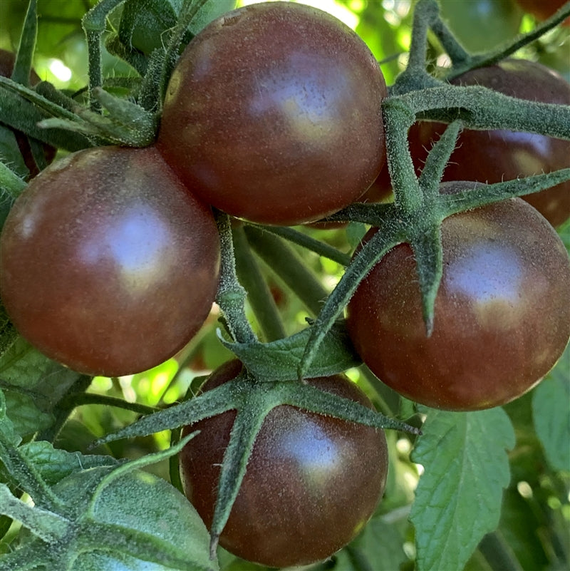 Brown Tomato Seeds