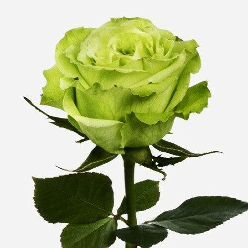 Light Green flower seeds