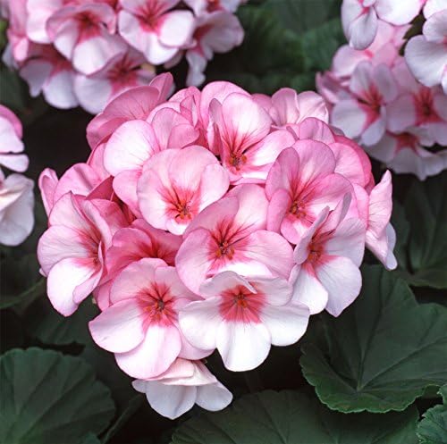 Light Pink flower seeds