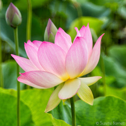 Nelumbo Nucifera Lotus plant