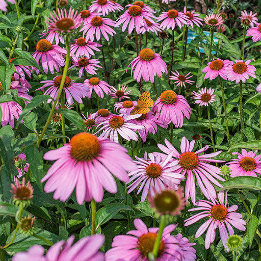 Echinacea flower seeds