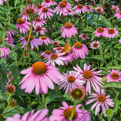 Echinacea flower seeds