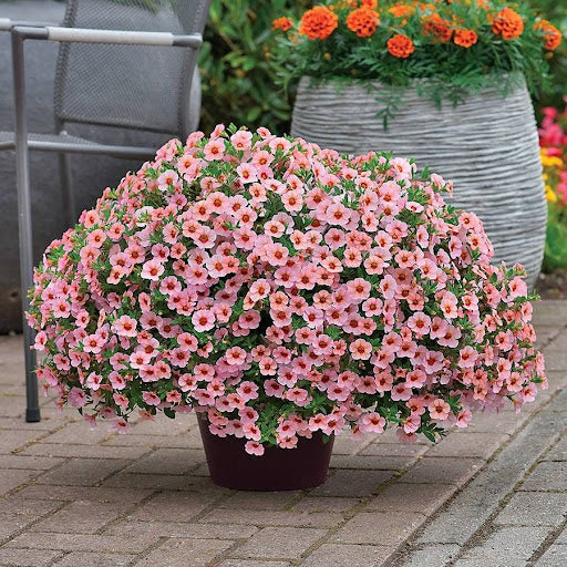 Pink Kabloom flower seeds
