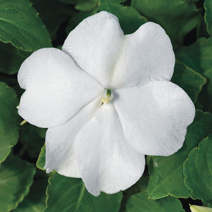 Impatiens flower seeds