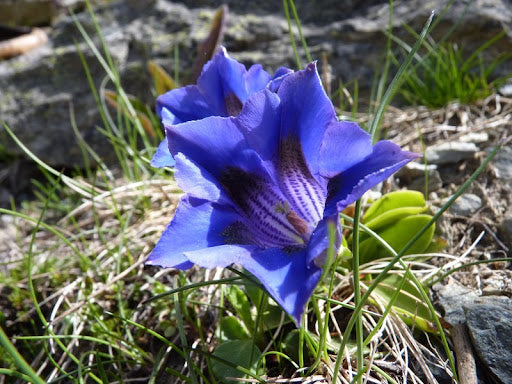 Erinus flower seeds