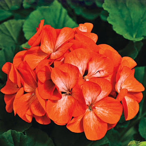 Light Orange flower seeds