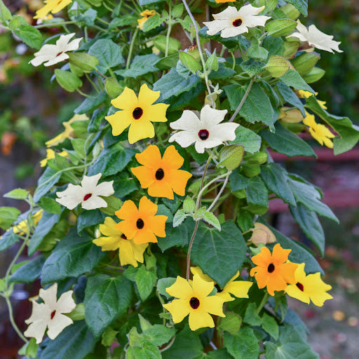 Thunbergia flower seeds