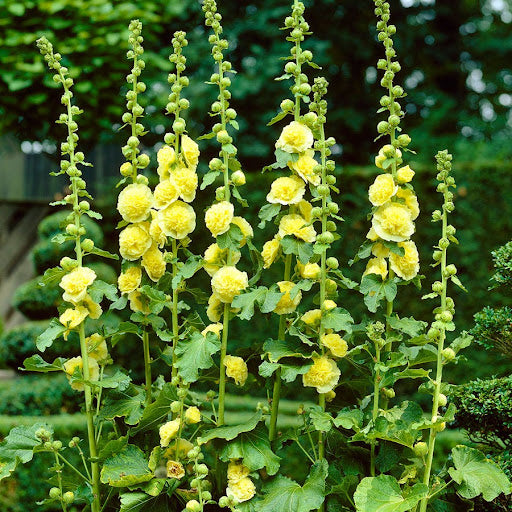 Yellow Hollyhock flower seeds