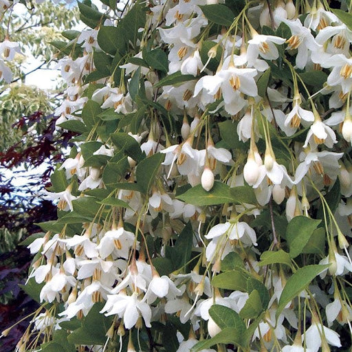 Snowbell Tree flower seeds
