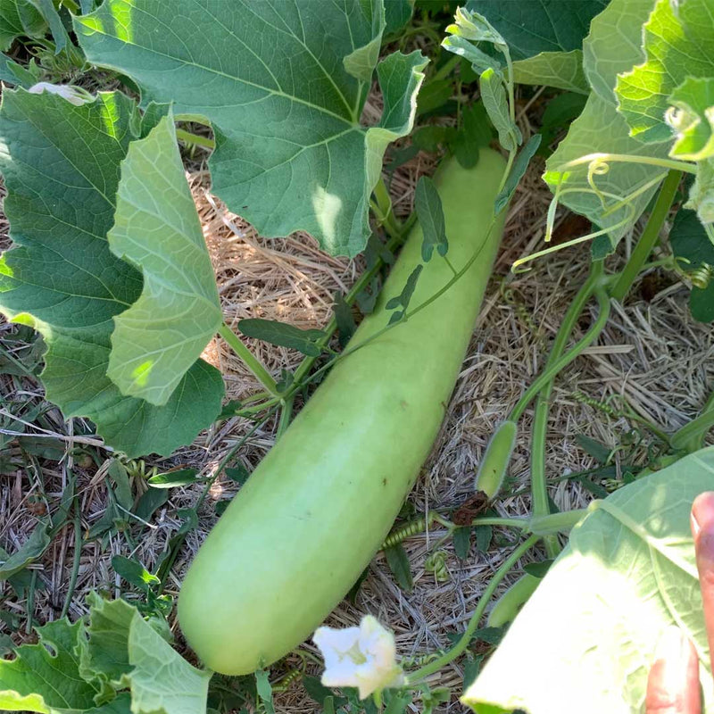 Bottle Gourd Seeds for Planting – Green Heirloom Non-GMO Garden Seeds