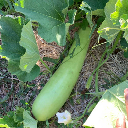 Bottle Gourd Seeds for Planting – Green Heirloom Non-GMO Garden Seeds