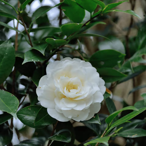 White Camellia flower seeds