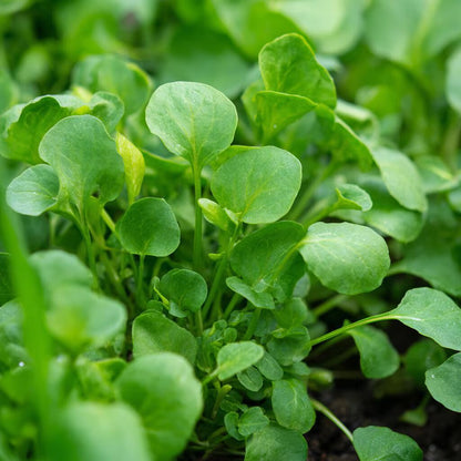Upland Cress Vegetable Seeds for planting with fresh green peppery leaves