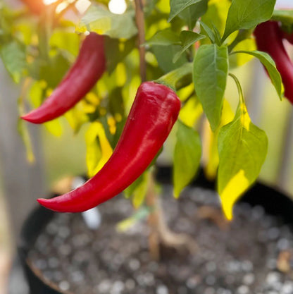 Mirasol pepper plant with upright green and ripe red chili peppers growing in a sunny home vegetable garden.