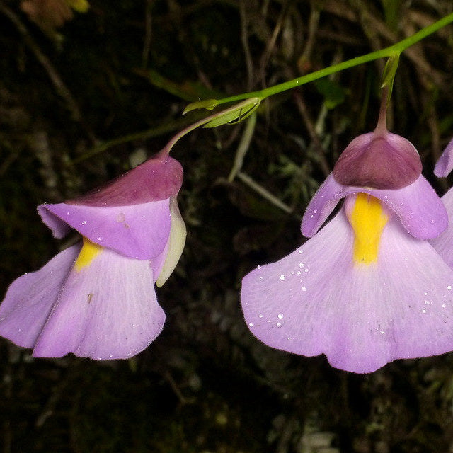Utricularia Arenaria flower seeds