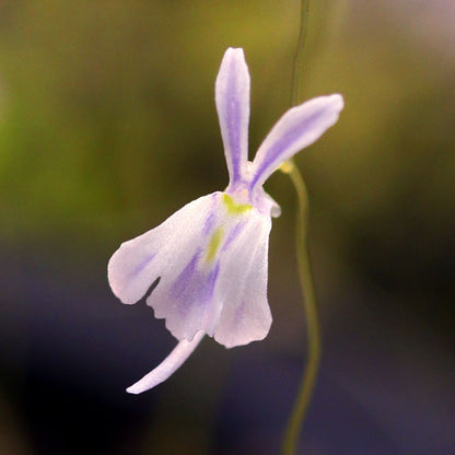 Utricularia Sandersonii flower seeds