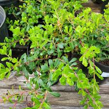 Uva Ursi Bearberry Groundcover